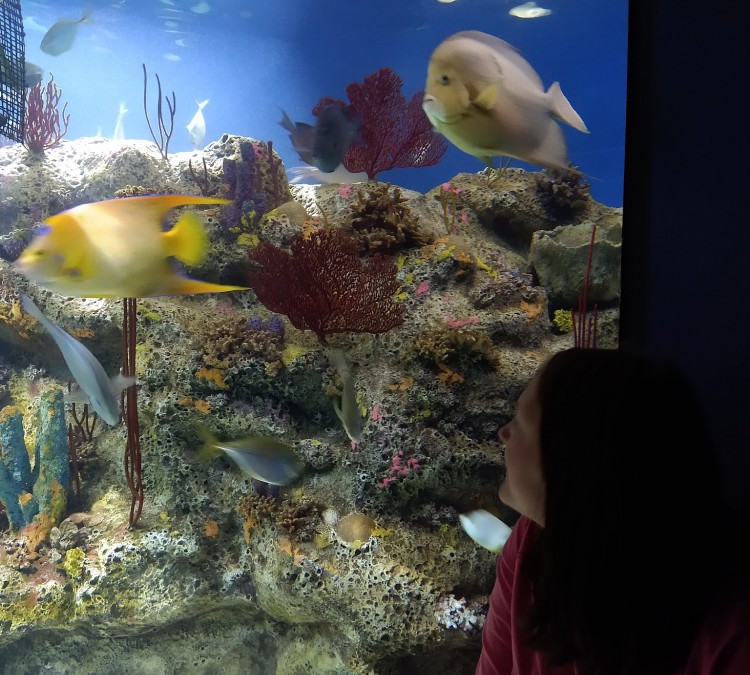 North Carolina Aquarium at Fort Fisher (Kure&nbspBeach,&nbspNC)
